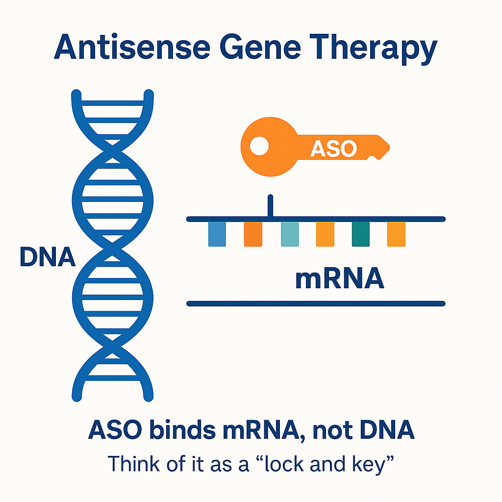 ASO binds mRNA, not DNA